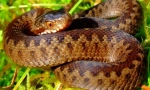 Stock foto snake vijuki: otrovni stanovnik šuma